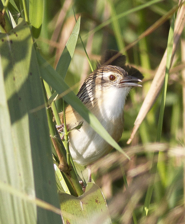 The reedbeds and lakeside vegetation is also home to Chinese Grassbird